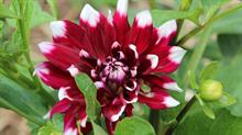 Dahlia Duet